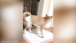 Funny pets videos
