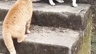 Funny cat moments