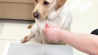 The dog cursed and didn't eat it in the end