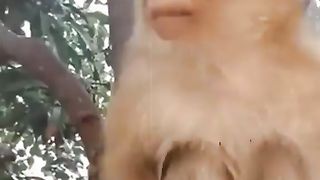 Charssi Bundar Kammal Kargeya Wahwah