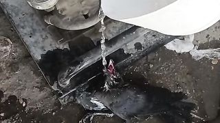Birds ????!!! What about humans....because of  ????.....good rescue