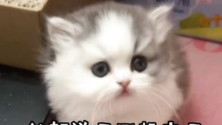 @Milk cats are not crumbs  #Healing Cat # Help take a look at this cat's seriousness # Silly Cat's daily routine