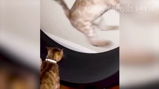 Funny Animal Videos 2023 ???? - Funniest Dogs and Cats Videos ???? #6 2