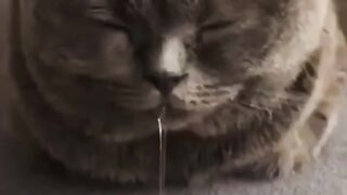 Here comes the cute little kitten