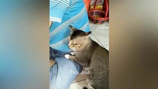 Funniest Cats and Dogs Funny Animals 2023