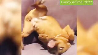 1 hour of the Funniest Animals _DOG MEMES_funny dog fails compilation.