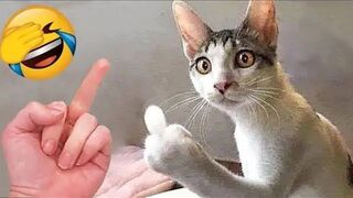 Look at how these cute kittens go to great lengths to keep from getting wet!