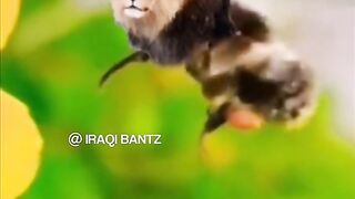 Wrong answers only #iraqitiktok #iraqibantz