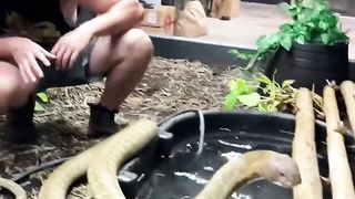 Huge KING COBRA! #shorts #short #animal #snake #KingCobra #Cobra