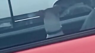 funny animals - funny behavior of parrots - after watching you will definitely laugh
