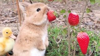 He found that it was a very cute rabbit.