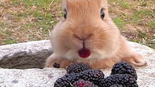 Cooking Bunny