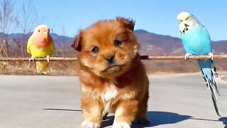 Cute working puppy