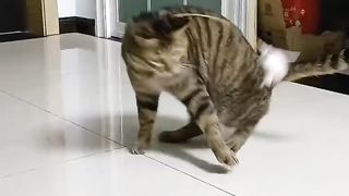 Funny cat scenes