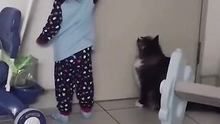 Cats teach human pups how to open doors online