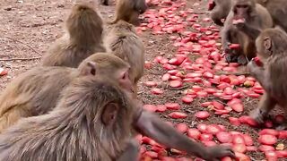 A group of monkeys are having dinner