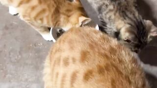 Funny Cat moments