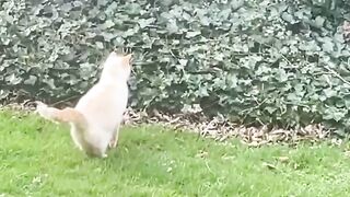 Funny Cat moments 2