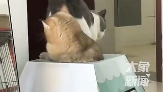The two cats fought over the new cat's Nest