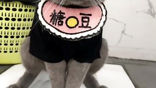 A cat trying to poop