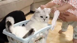 Cat routine