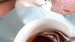 Cat routine 2
