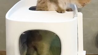 Cats are funny everyday