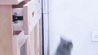 Cats are funny everyday 2