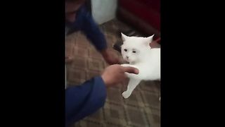 funny cat videos,funny video,funny cats,funny cat,funny dog videos,cat videos,funny cat video,funny animal videos