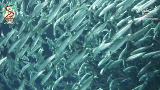 Surah Falaq by AArkani #trending #viral #quran #status # #muslim #meditation #asmr #relaxing