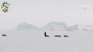 Surah Feel by A.Arkani #trending #viral #quran #status # #muslim #meditation #asmr #relaxing