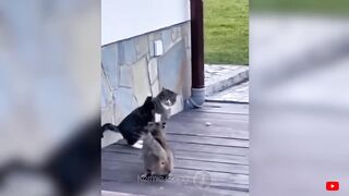 Funny Animals - Funniest Cats Videos???? - Funny Cats 2023????