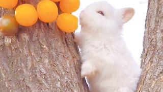 Little rabbits are not picky eaters