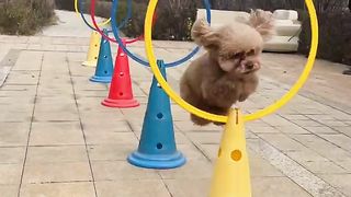 Little Teddy who can jump circles