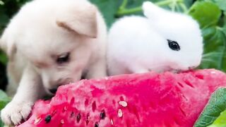 Little Rabbit and Little Dog Eating Watermelon