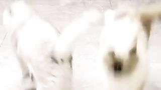 Smart funny cat