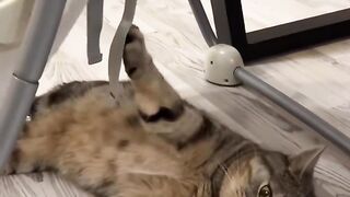 CAT KE CARE FOR BABY.
