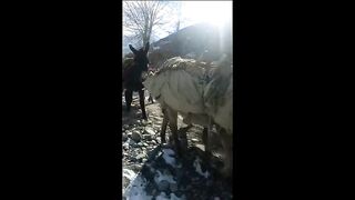 Donkey race 2