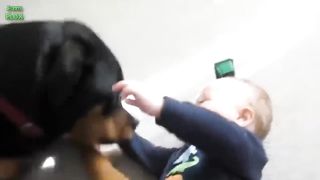Funny Babies Laughing Hysterically at Dogs Compilation 4