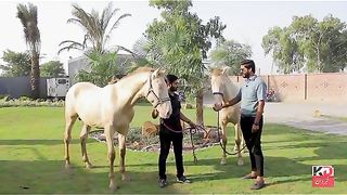 Imported breed Horse completely information video
