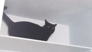 Funny animals - Funny cats 2