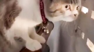 Funny Cats Moment _shorts _tiktok(720P_HD).