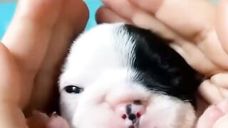 Cutest baby animals Videos Compilation