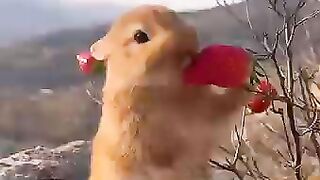 The cutest thing you'll see today!  fanny video