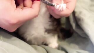 So cute Kitten