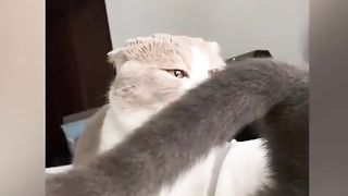 Funny animals - Funny cats/dogs - Funny animal videos