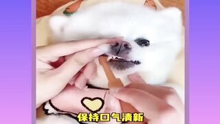 Cute dog moments Compilation Part 164| Funny dog videos in Bengali