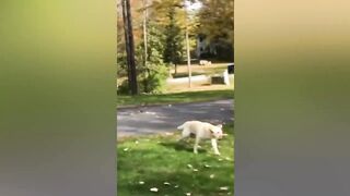 Very Funny Animal ???? Funniest Cats and Dogs ????????