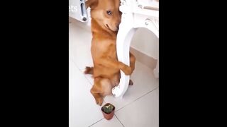 Guilty DOG Face Reaction