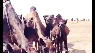 PIYASAY CAMELS.